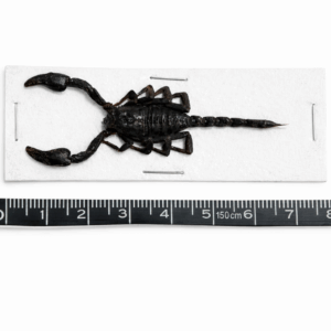 蠍子標本